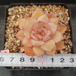 Echeveria Eiria, (Random)