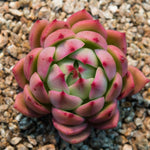 Hwaga Original Hybrid- PRESALE Echeveria Chaconne