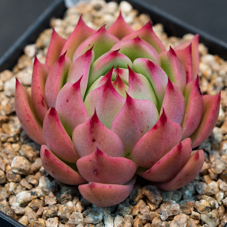 Hwaga Original Hybrid- PRESALE Echeveria Chaconne