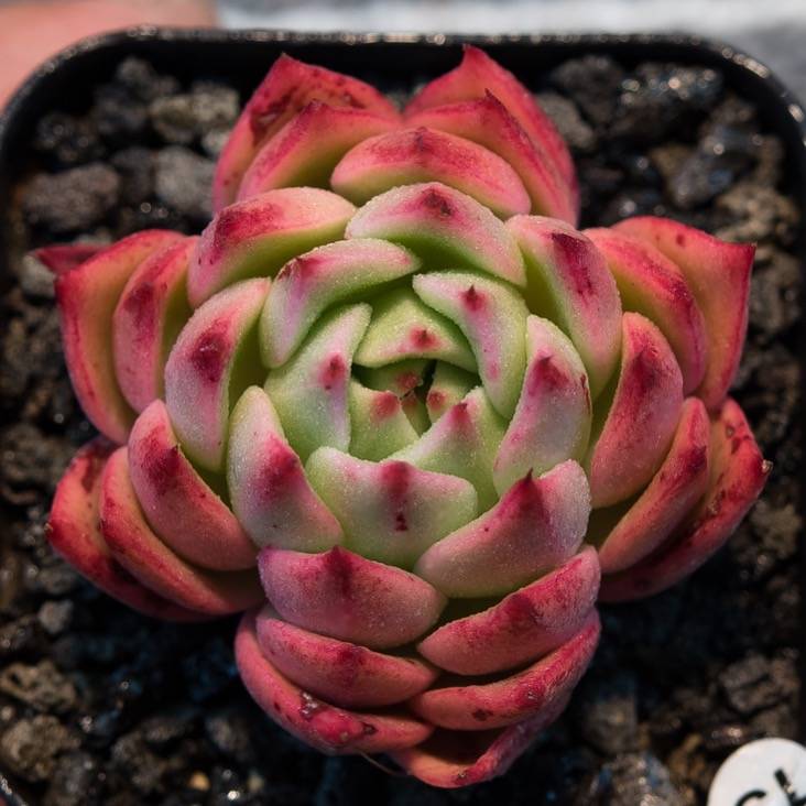 Hwaga Original Hybrid- PRESALE Echeveria Chaconne