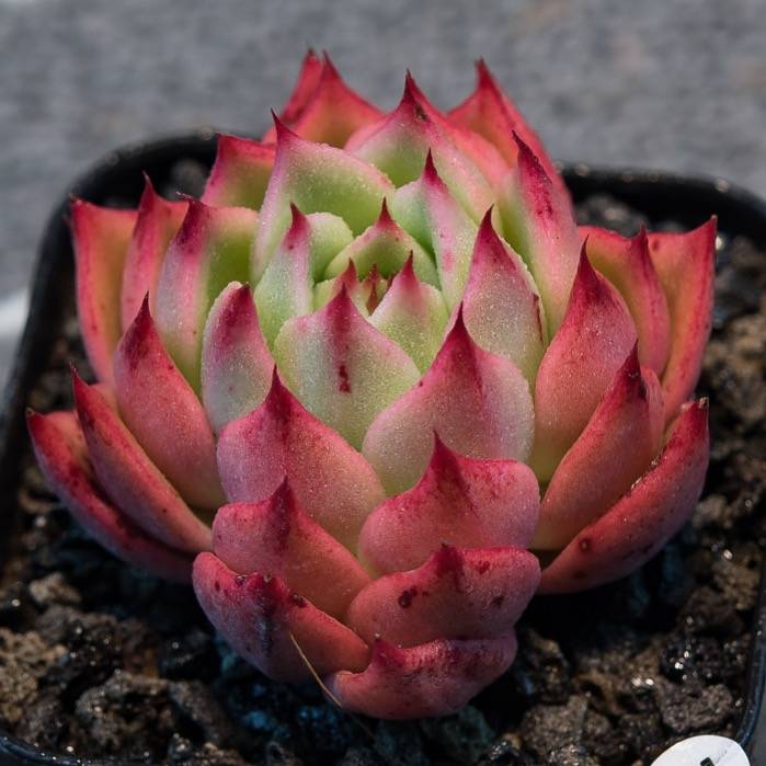 Hwaga Original Hybrid- PRESALE Echeveria Chaconne