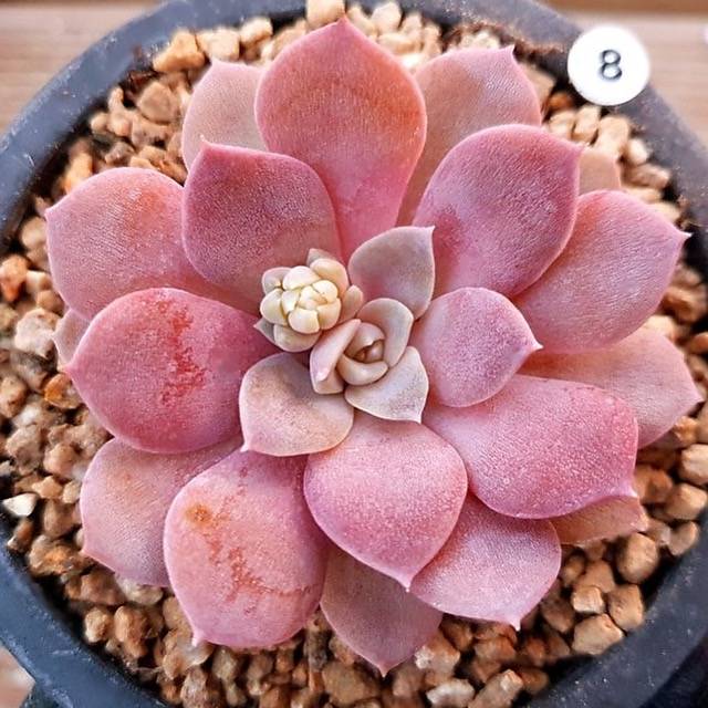 PRESALE Echeveria Ani, (Random)