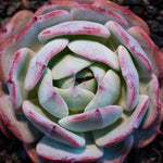 Hwaga Original Hybrid- PRESALE Echeveria Edelweiss