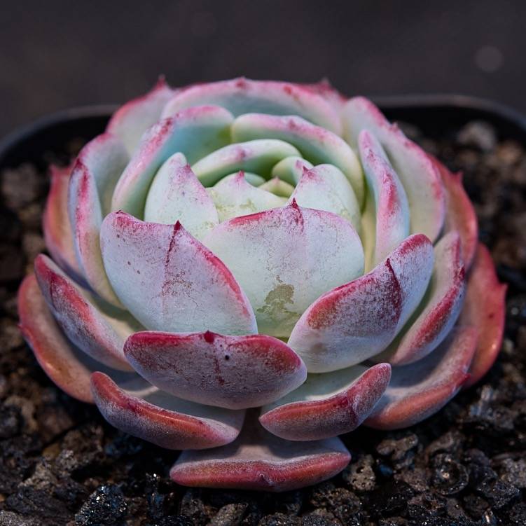 Hwaga Original Hybrid- PRESALE Echeveria Edelweiss