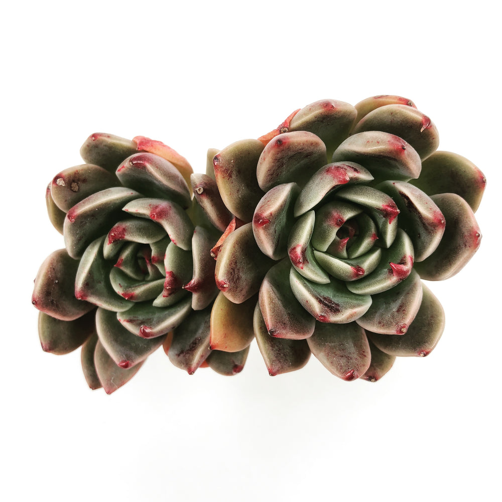 Echeveria Rudulf, (Double)