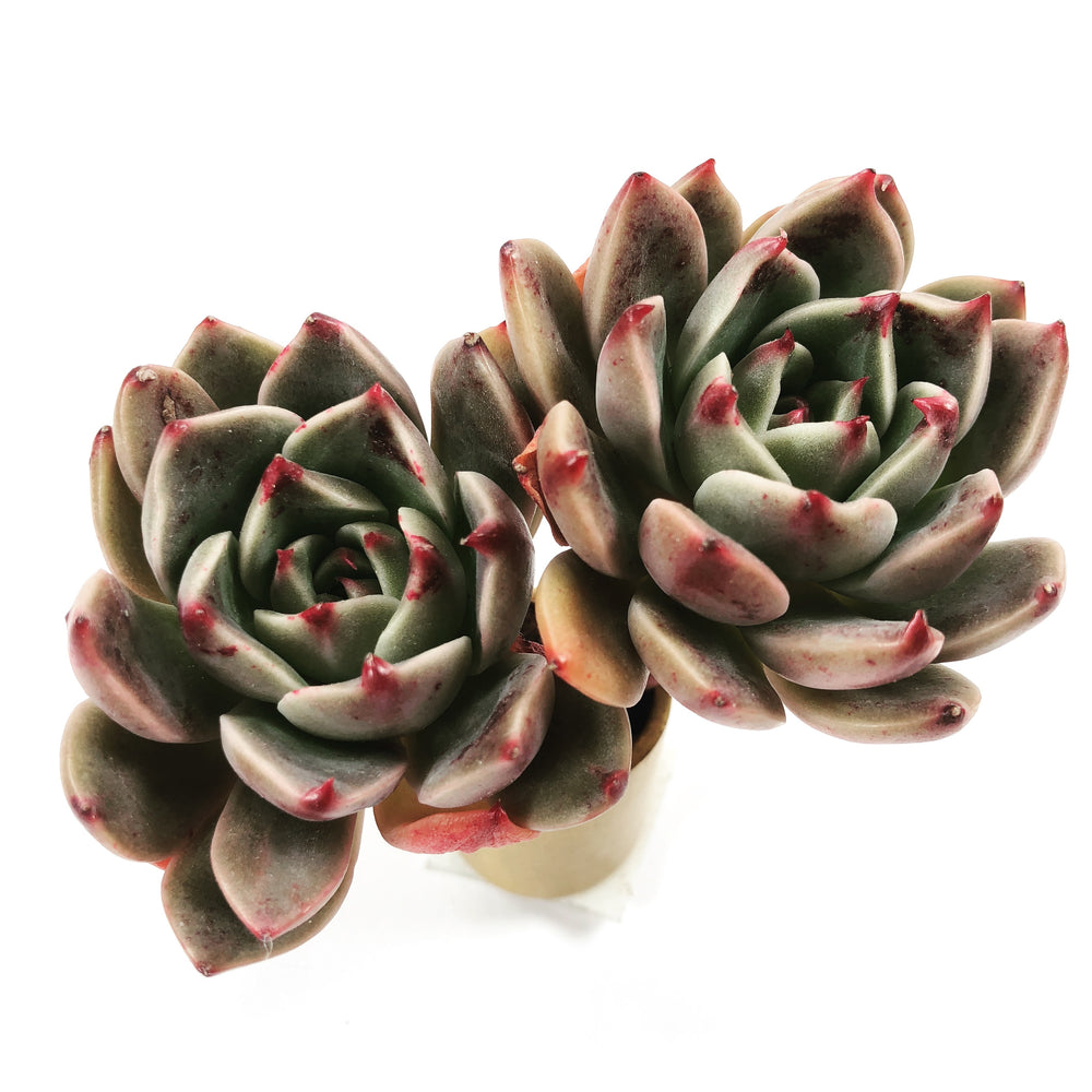 Echeveria Rudulf, (Double)