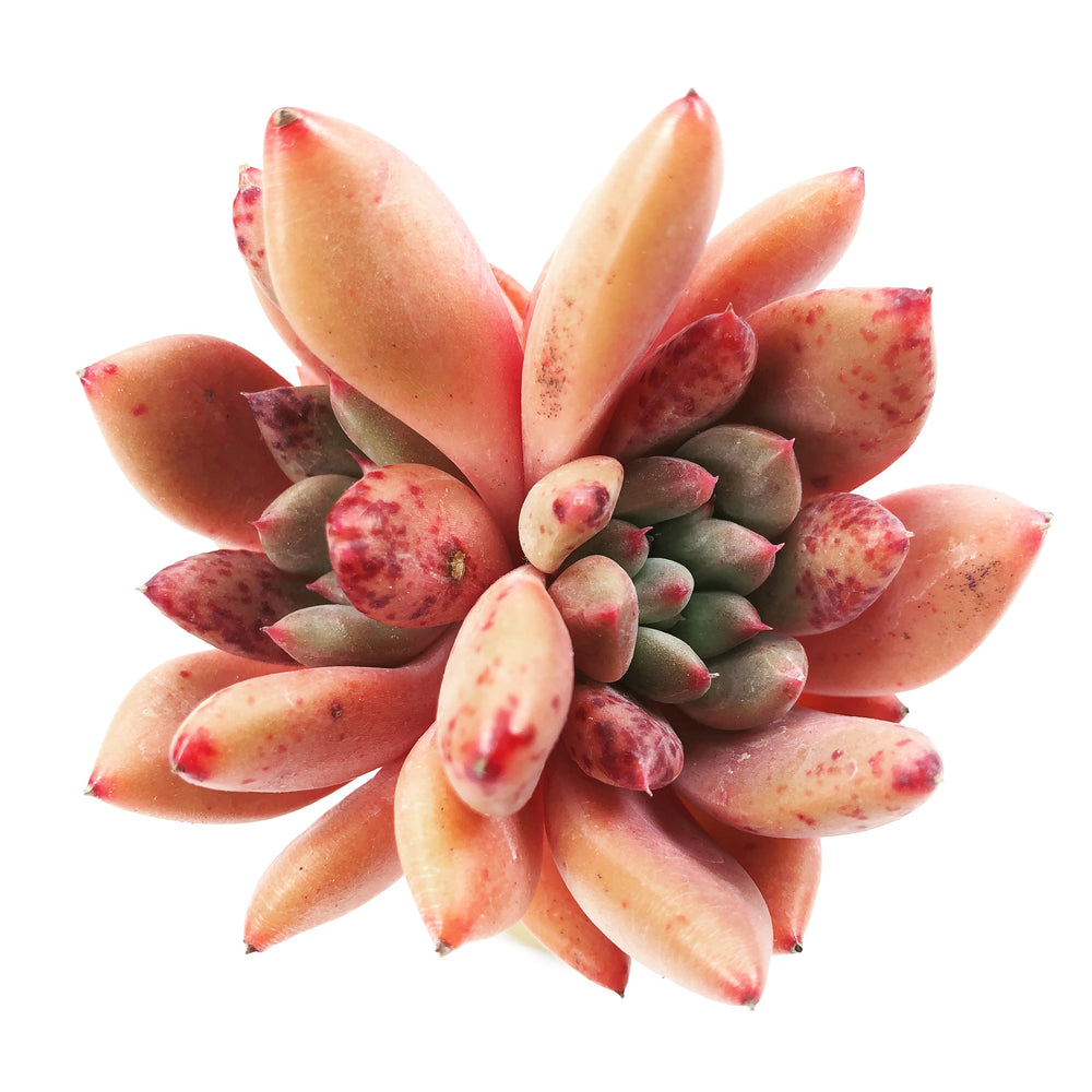 Echeveria Spica, (Double and HUGE)
