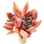 Echeveria Spica, (Double and HUGE)