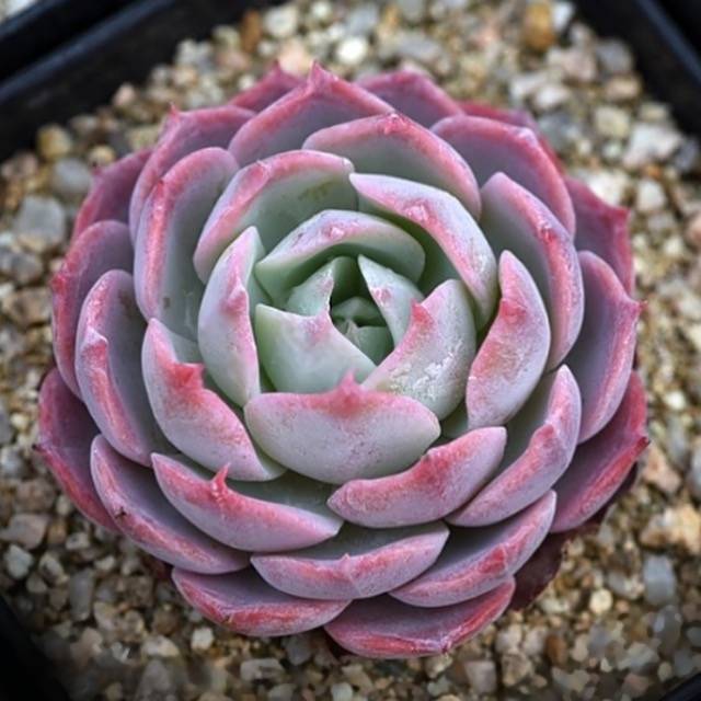 Hwaga Original Hybrid- PRESALE Echeveria Paradiso