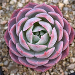 Hwaga Original Hybrid- PRESALE Echeveria Paradiso