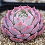 Hwaga Original Hybrid- PRESALE Echeveria Paradiso