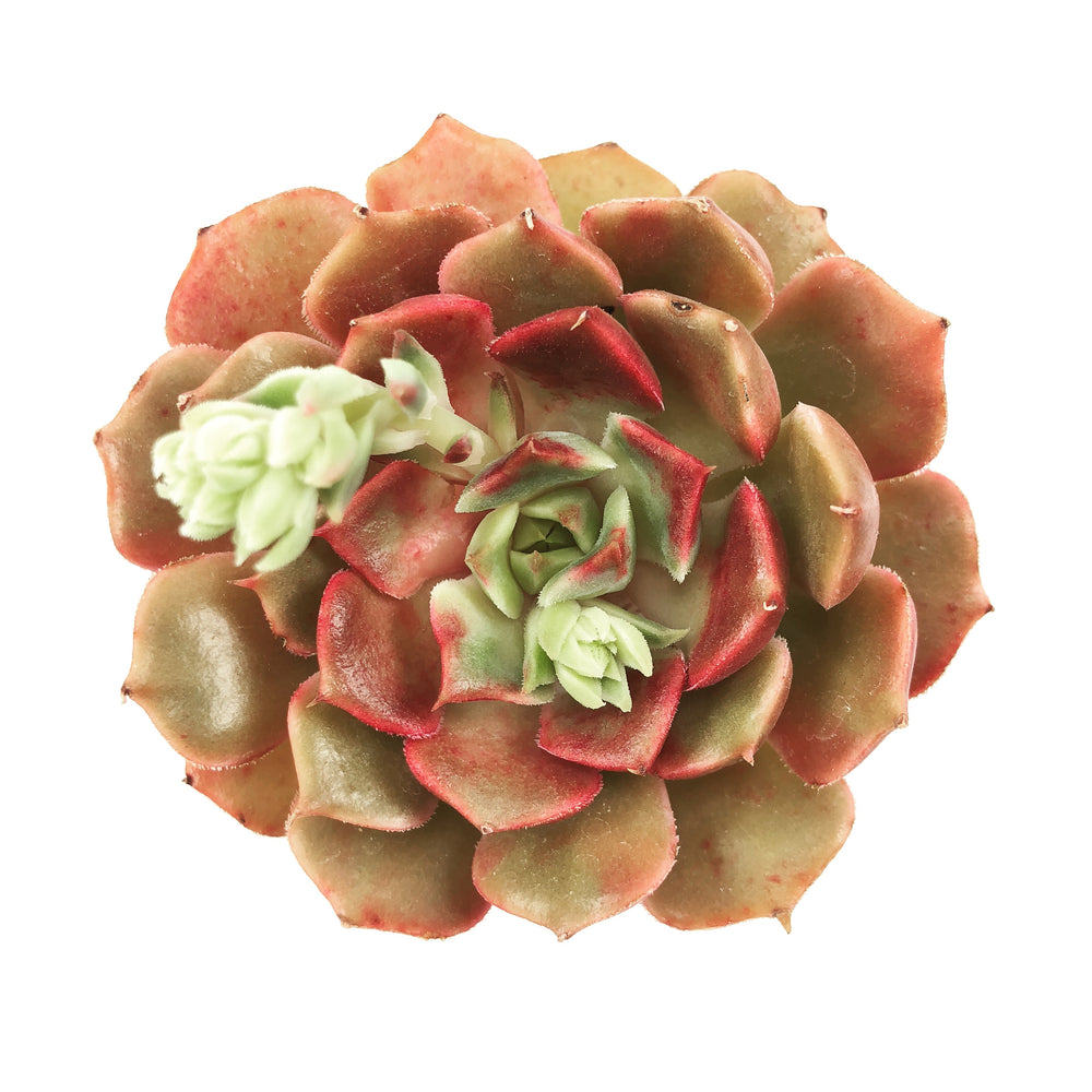 Echeveria 'Brown Rose'