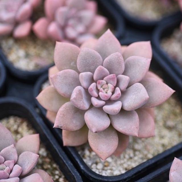 Hwaga Original Hybrid- PRESALE Echeveria Pink Rosa (Wide-Leaf Form)