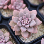 Hwaga Original Hybrid- PRESALE Echeveria Pink Rosa (Wide-Leaf Form)