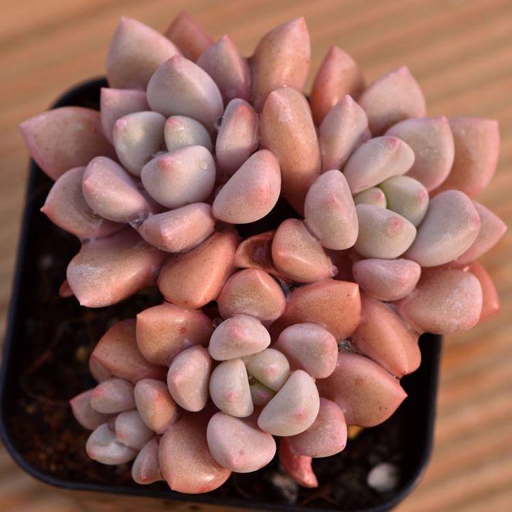 Hwaga Original Hybrid- PRESALE Echeveria Pink Rosa (Chubby Form)