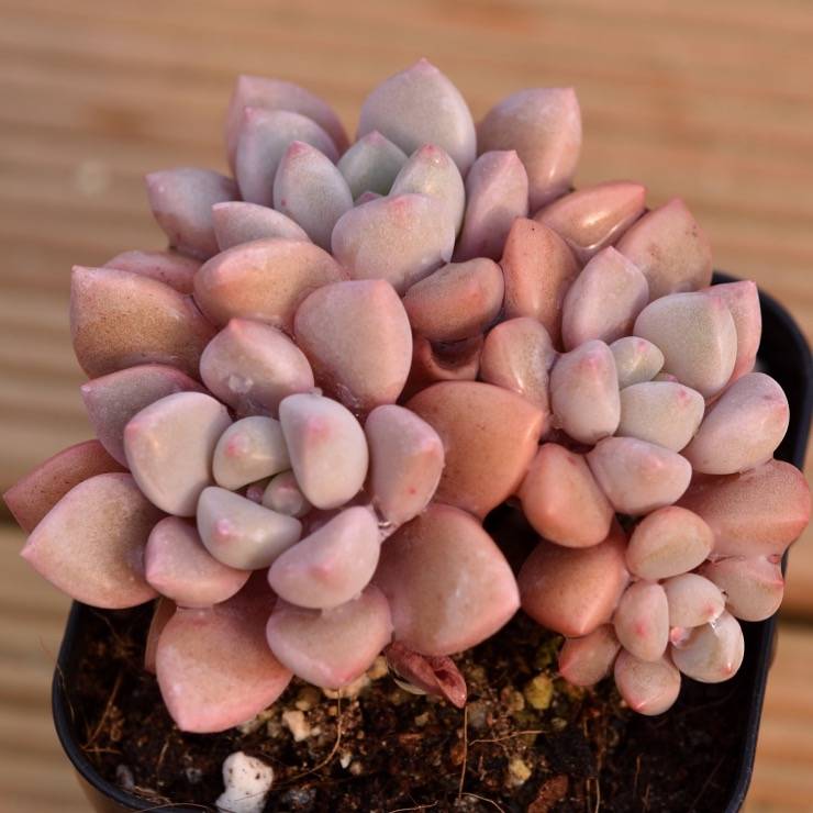 Hwaga Original Hybrid- PRESALE Echeveria Pink Rosa (Chubby Form)