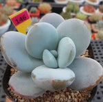 Pachyphytum 'Kecavana', (Random)