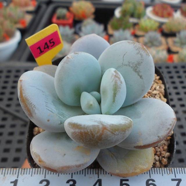 Pachyphytum 'Kecavana', (Random)