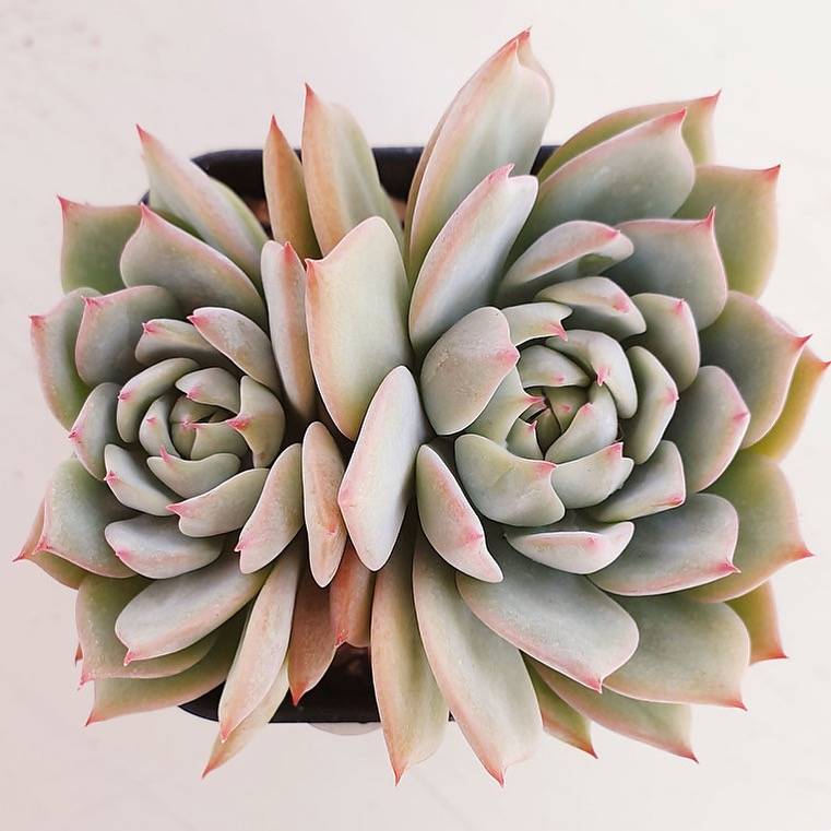 PRESALE Echeveria Prism, Double, (Random)