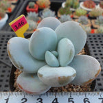 Pachyphytum 'Kecavana', (Random)