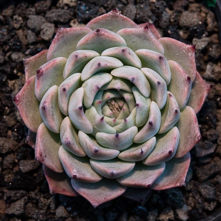 hwaga succulent Hwaga Original Hybrid- PRESALE Echeveria Lagrima