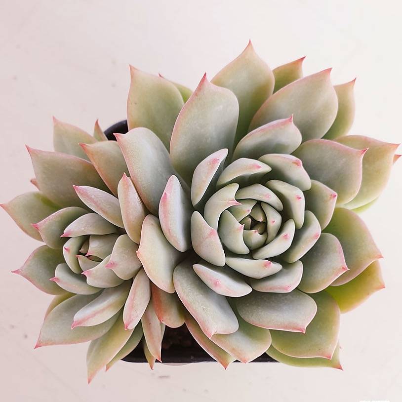 PRESALE Echeveria Prism, Double, (Random)