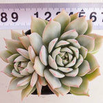 PRESALE Echeveria Prism, Double, (Random)