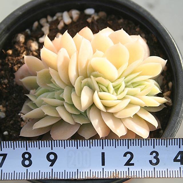 Echeveria Pastel, Cristata, (Random)