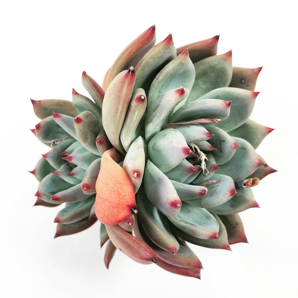 Echeveria Ratam, (Double) – Cedar Creek Farmhouse