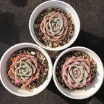 SPECIAL! JUST CART!!!  Echeveria Lonely Heart