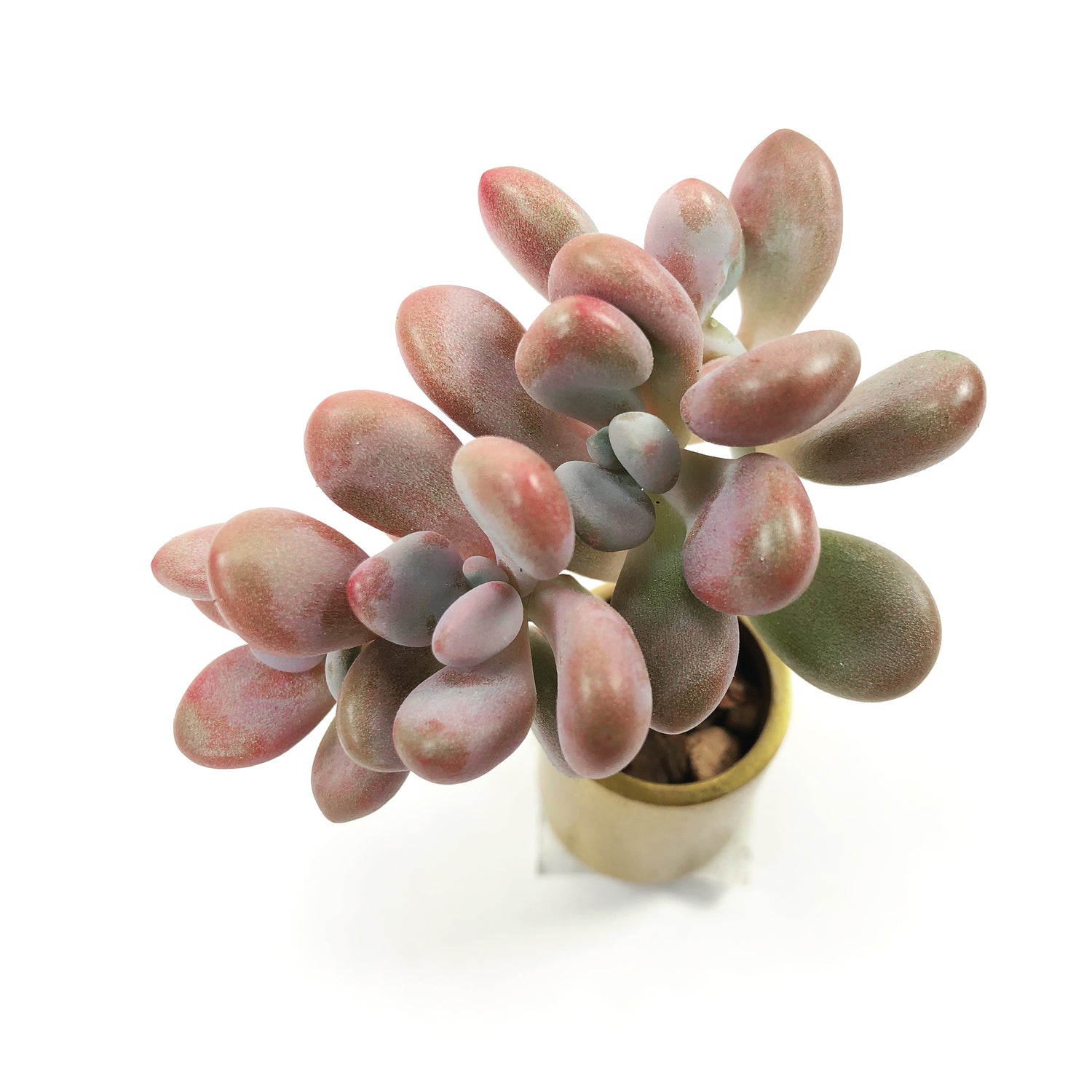 Graptopetalum Amethystinum – Cedar Creek Farmhouse