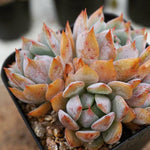 PRESALE Echeveria Francesco Baldi, Cluster, (Not so Random)