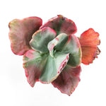 Echeveria Flying Cloud, (Random)