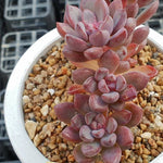 PRESALE Graptoveria Purple Dream, (Not so Random)