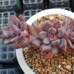 PRESALE Graptoveria Purple Dream, (Not so Random)