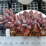PRESALE Graptoveria Purple Dream, (Not so Random)