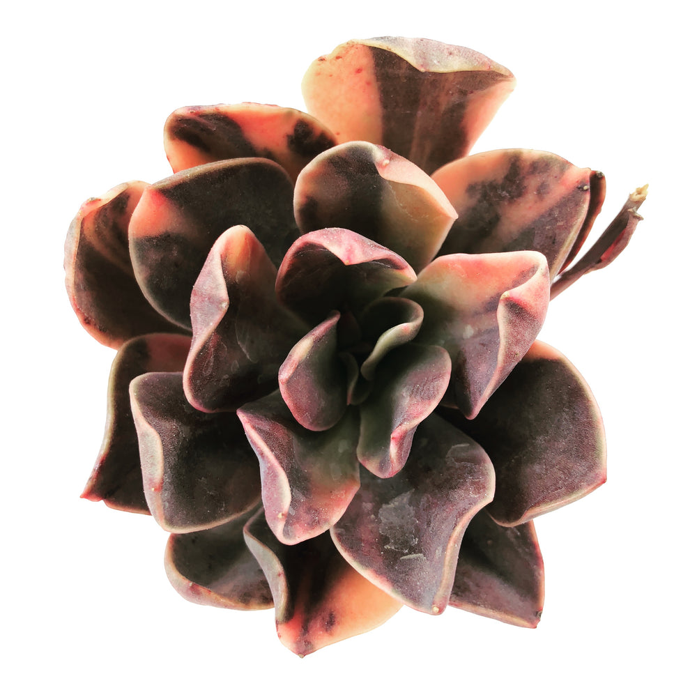 Echeveria Hanaikada