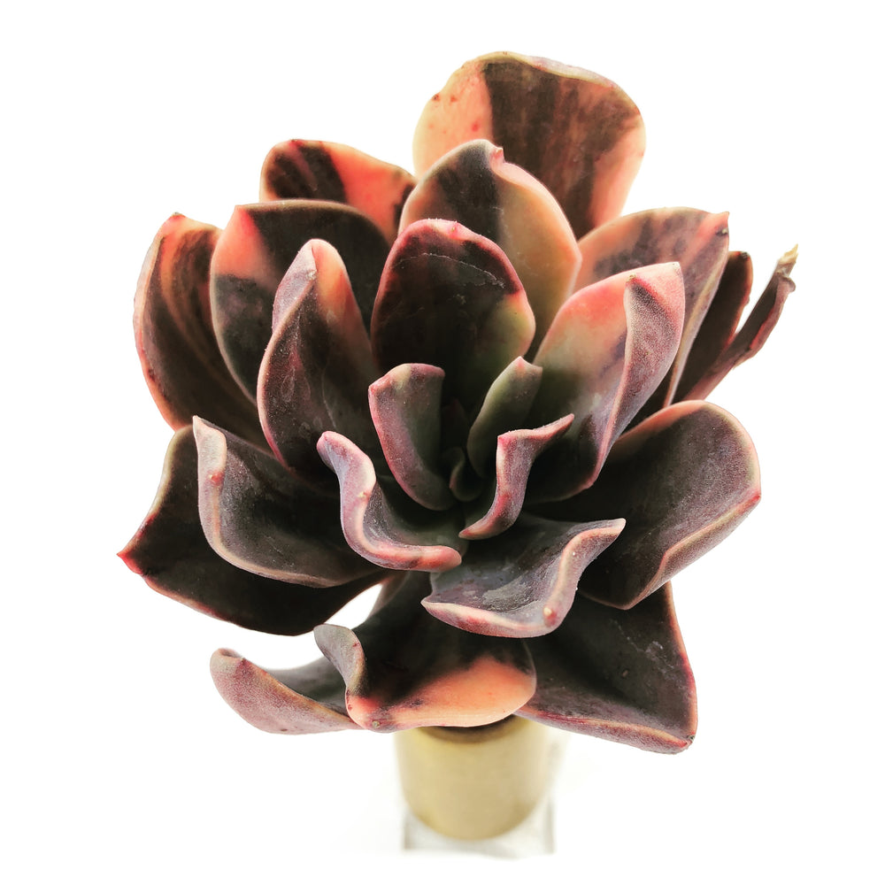 Echeveria Hanaikada