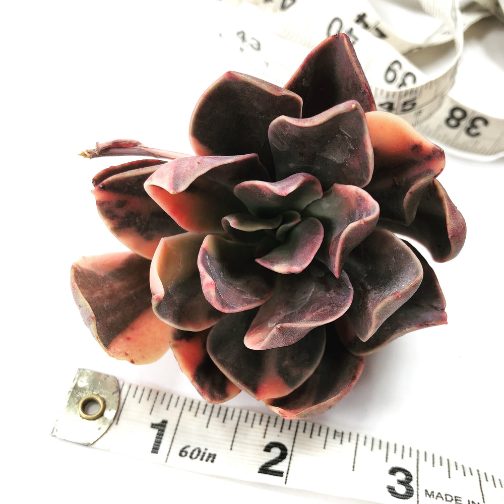 Echeveria Hanaikada