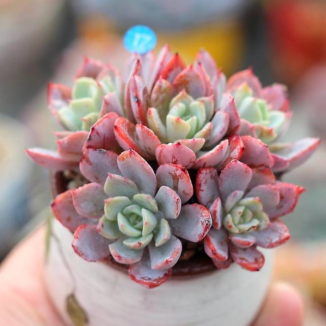 PRESALE Echeveria Fortuna, Cluster, (Not so Random)