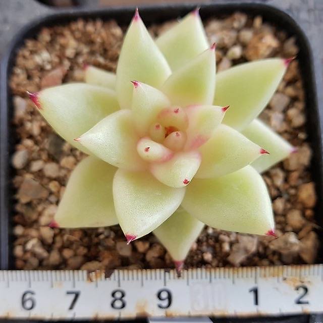 Agavoides Sp, (Random)