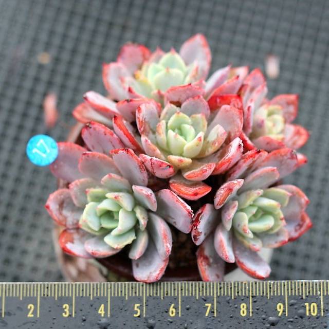 PRESALE Echeveria Fortuna, Cluster, (Not so Random)