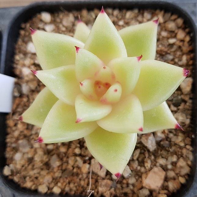 Agavoides Sp, (Random)