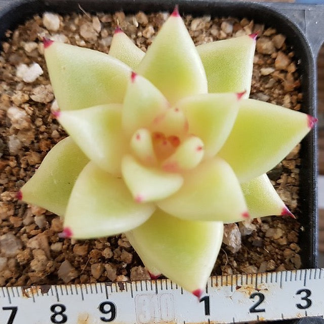 Agavoides Sp, (Random)