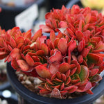 Echeveria Ghidoric Iron