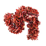 PRESALE Echeveria Ghidoric Iron, Cristata, (Not so Random)