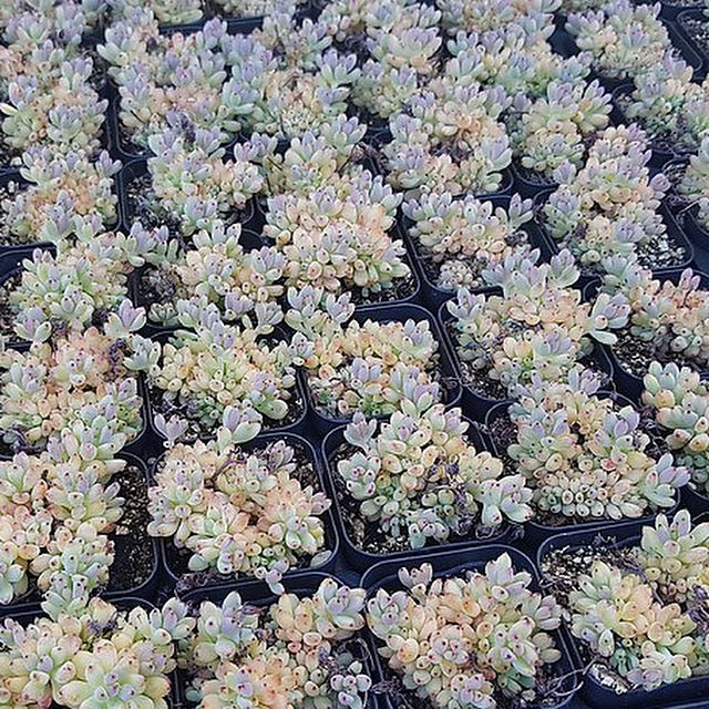 Graptoveria Blackberry, (Random)