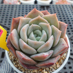PRESALE Echeveria Love, (Not So Random)