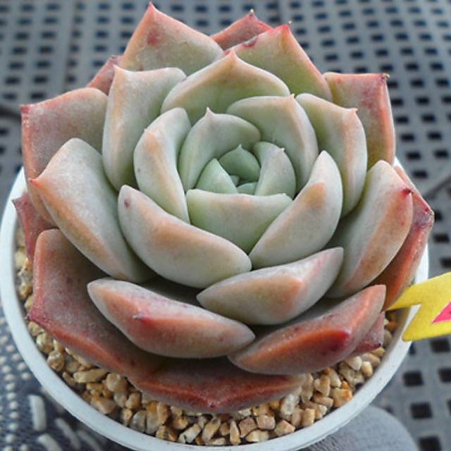 PRESALE Echeveria Love, (Not So Random)