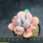 PRESALE Pachyphytum Sp., (Not so Random)